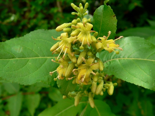 {Diervilla rivularis}